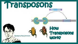 Transposons  Transposable elements  Types of transposons how transposons work [upl. by Sena]