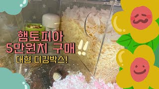 🐹📦 5만원짜리 햄스터 꼬 선물 언박싱 대형 리빙박스와 도자기 급수기 리뷰 자연주의 케이지 준비 방법 햄토피아 택배 개봉기 [upl. by Bonny652]