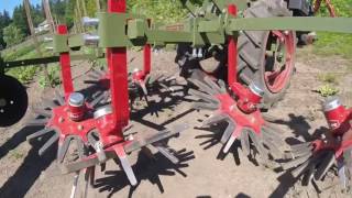 Steketee finger weeder Weeding 4000 lettuce in 8 minutes [upl. by Jacenta]