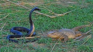 Cobra vs Monitor Lizard  Iguana vs Snakes Full Clip  Black Cobra HD [upl. by Kath523]