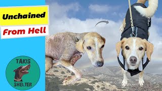 Unchained From Hell Rattis Incredible Healing Story  Takis Shelter [upl. by Newol256]