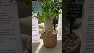 The Poisonous Pachypodium houseplants succulents gardening indoorplants [upl. by El123]