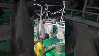 Watch This Giant Bluefin Tuna Get Hoisted to the Market bluefin tuna boat [upl. by Robina]