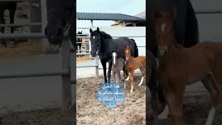 تحية لأجمل خيل ممكن تشوفه خيل horse اكسبلور القرآنالكريم الخيل beautiful nature status [upl. by Holtorf117]