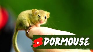 Dormouse 🐭 The Adorable Nocturnal Rodent shorts animals dormouse [upl. by Thea]