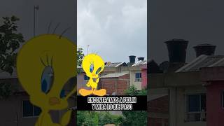 Encontramos a Piolin y mira lo que paso😱😱😱 viralvideo miraloquemeencontre [upl. by Sakmar]