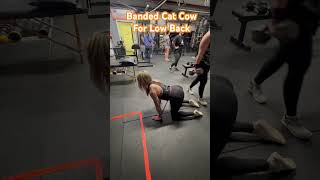 Banded Cat Cow fitness mobility backpain movement exercise [upl. by Viv]