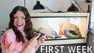 My First Week With My Bearded Dragon [upl. by Ahsi]