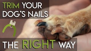 How to Trim Dog Nails  The RIGHT Way [upl. by Valentijn]