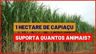 BRS CAPIAÇU para tratar até 27 animais com 1 hectare [upl. by Cirad896]