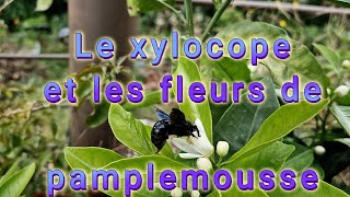 Le xylocope et les fleurs de pamplemousse [upl. by Ahtel]