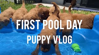 PUPPY VLOG  Puppies first pool day [upl. by Dominy]