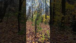 Herbstliche Farbenpracht im Regen im Ratinger Wald short shorts Ratingen [upl. by Leahcir261]