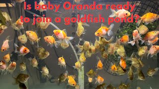 Baby Oranda Goldfish  4 month old  going to a pond [upl. by Itnaihc]