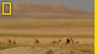 Playful Elusive Foxes Took Years to Capture on Camera  National Geographic [upl. by Malinde872]