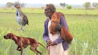 Quail Hunting Top 10 Scene Season 2023 24  Top 10 Primitive Hunting Scene 2023 24 ExplorePotohar [upl. by Dlonyar610]