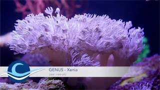 Xenia or Cespitularia What is the difference [upl. by Eenot]