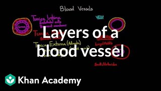 Layers of a blood vessel  Circulatory system physiology  NCLEXRN  Khan Academy [upl. by Ydnor925]