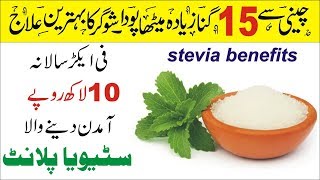 How to Grow Stevia Plant  Stevia Health Benefits Urdu Hindi [upl. by Werda879]