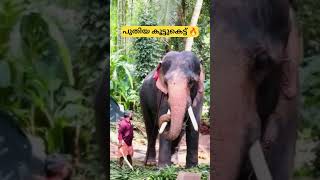 നന്തിലത്താന🔥 elephant pambadirajan chirakkalkalidasan pooram [upl. by Layman]