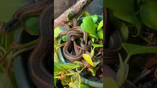 Sleepy Garter Snake crew settling into their bedtime snake ball 😴 gartersnake snakes [upl. by Dodie]