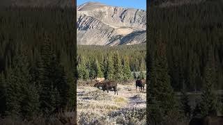 🫎 MOOSE in BRAINARD LAKE REC AREA just in time for fall shorts [upl. by Uht]