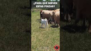 ¿Sabes para que sirven estas pinzas en el ganado ganaderia campo rancho finca ganado toro [upl. by Enoitna300]