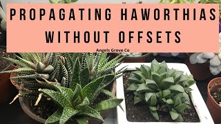 The Secret to Propagating Haworthia Succulents Fast No Offsets Needed  Angels Grove Co [upl. by Niraa]