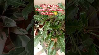 philodendron stromanthe dianthus portulacaflower turtlevine trending ytshorts gardening 😍🥰😍🥰 [upl. by Storer]