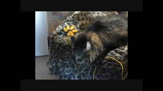 Funny Cat Video [upl. by Celia]