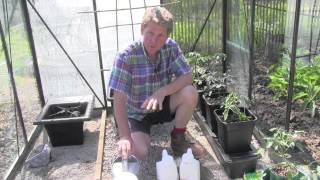 GROWING GARDENERS DELIGHT TOMATOES [upl. by Netsirhk193]