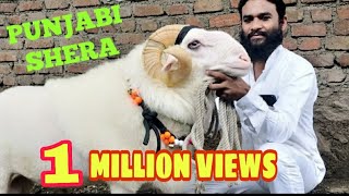 Shera Di Kaum Punjabi  EID 2018 Sold [upl. by Arihsa275]