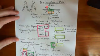 Colorectal Cancer  The Vogelstein Model Part 2 [upl. by Ailic]