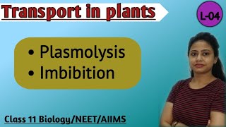 Ch11 Transport in Plants  Plasmolysis and Imbibition  Hypertonic Solution  Class 11 BiologyNEET [upl. by Aneral]