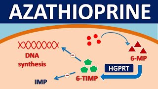 Azathioprine imuran  Mechanism side effects precautions amp uses [upl. by Amand878]