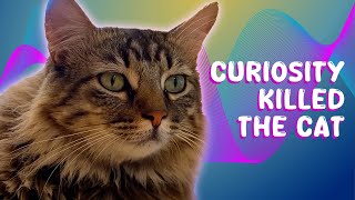 Clever Cat April Schools Owner funnycats funnyanimals E12 [upl. by Teragramyram981]