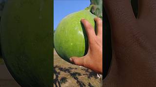 Amazing size papaya papaya [upl. by Danczyk]