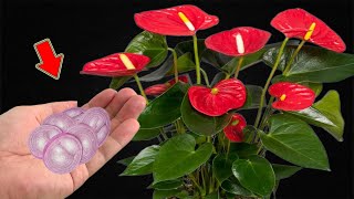 Put A Little At The Base Of A Weak Anthurium And It Will Bloom Immediately [upl. by Hsinam]