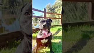 Stella and black swans 🦢 💕 4 signets are growing nicely 😍 staffy dogowner pets fyp walking [upl. by Ariday]