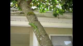 Green Anole Lizards FightingMating [upl. by Rachel]