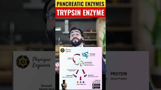 Function of Trypsin Enzyme [upl. by Enobe]