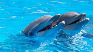 5 Fascinating Facts About Dolphins You Didnt Know AIGenerated [upl. by Nirok]