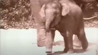 Rolos Elephant Advert UK 1996 Audio Only 🐘 🍫 [upl. by Nele]