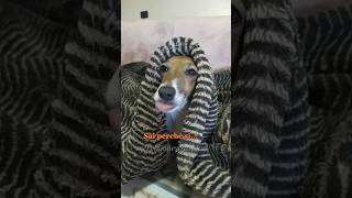 Mangia minestra😂 merybijouesciarpina jackrussell pintus comedy [upl. by Asatan]