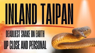 Inland Taipan  Up Close amp Personal wildlife nature animals shorts inlandtaipan [upl. by Coppola]