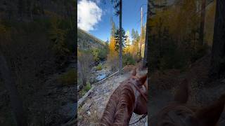 22 miles of honey colored leaves 🍂 horses mountains fyp shorts trending reddeadredemption fy [upl. by Portia788]