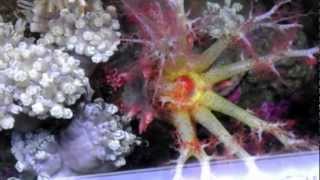 Rare HD Close up Pink Sea Cucumber feeding eating plankton [upl. by Sherburne156]