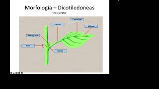 Monocots vs Dicots [upl. by Aened695]