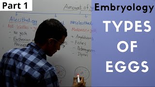 Types of Eggs in Embryology  Alecithal Microlecithal Mesolecithal Polylecithal [upl. by Haerr]