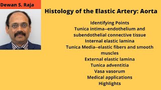 Histology of the Elastic Artery Aorta [upl. by Atled357]